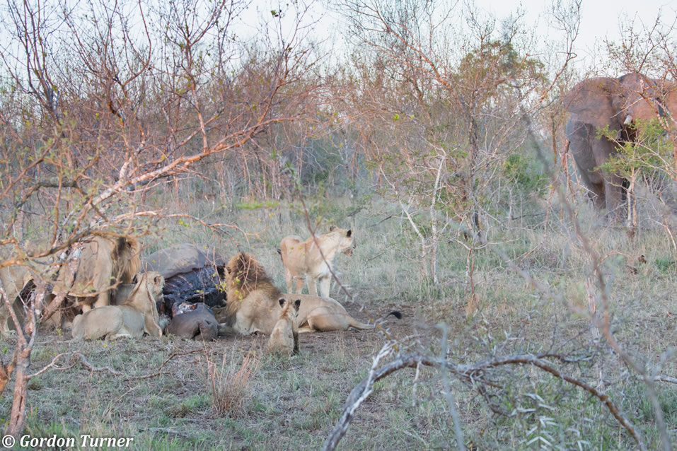 <h2>The Best of South Africa Escorted 2018</h2>Golf, Kruger Safari, Cape Town, the Winelands & Garden Route